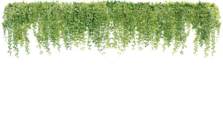 Bush grape or three-leaved wild vine cayratia (Cayratia trifolia) liana ivy plant bush, nature frame jungle border