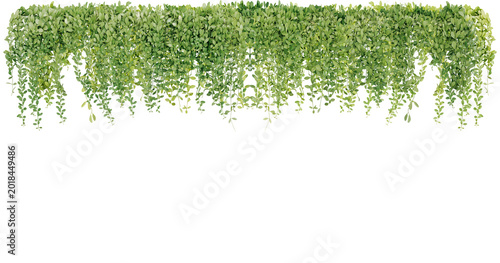 Fotografia Bush grape or three-leaved wild vine cayratia (Cayratia trifolia) liana ivy plan