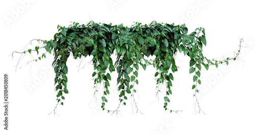 Schilderij op canvas Bush grape or three-leaved wild vine cayratia (Cayratia trifolia) liana ivy plan