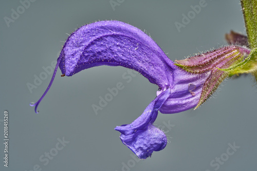 Blüte des Wiesensalbei 