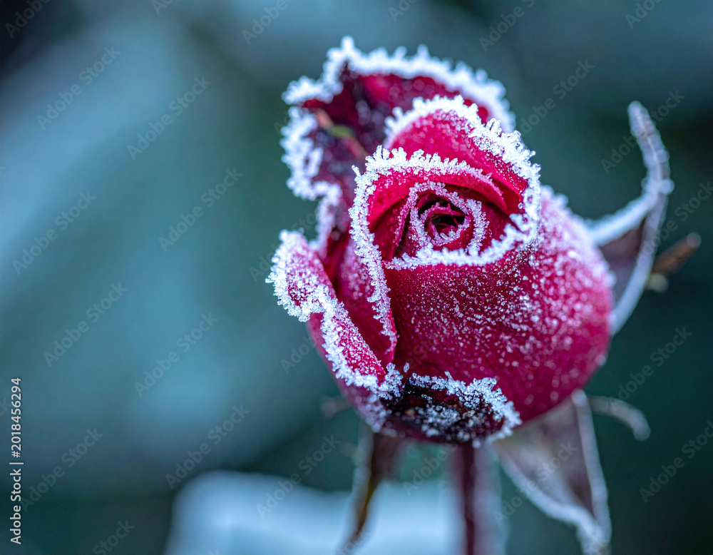 Fototapeta premium Capture the fragile beauty of winter with this macro of a red rosebud encased in frost. An artistic metaphor for resilience, ideal for greeting cards, seasonal ads, and nature backgrounds.