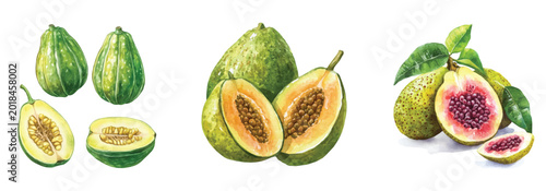 Set of abiu fruit painting, Minimal yet artistic elements for creative designs. hand-drawn paint, Simple Illustration, EPS format, isolated on a white background, watercolor illustration