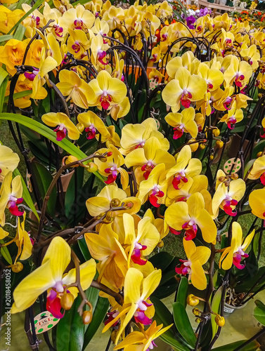 Flower shop with yellow orchids. Italy. 08.04.2026