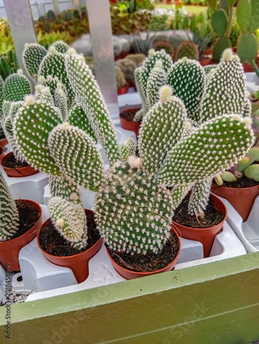 Pots of cactus in a flower shop. Italy. 08.04.2026