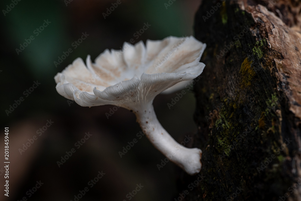 Naklejka premium Close-up of a white wild mushroom growing on a tree trunk in a natural forest setting