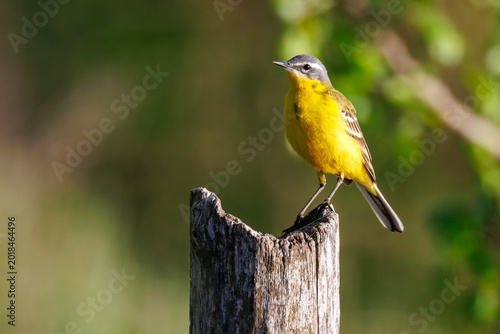 Close-up of a male Western Yellow Wagtail (Motacilla flava) perched on a wooden post. Sunny spring evening with a blurred green background.