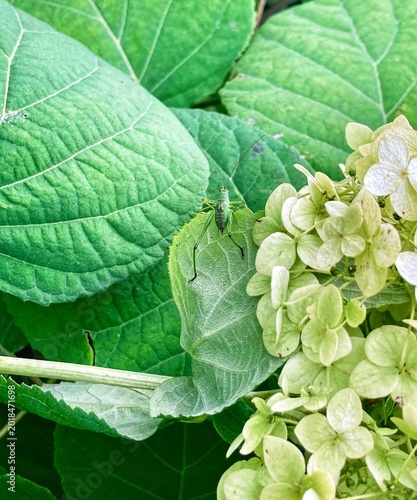 fresh green leaves with a grasshopper