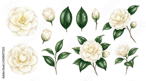 Elegant White Camellia Flower Illustrations, Botanical Elements, Delicate Floral Graphics, Romantic Wedding Design Assets
