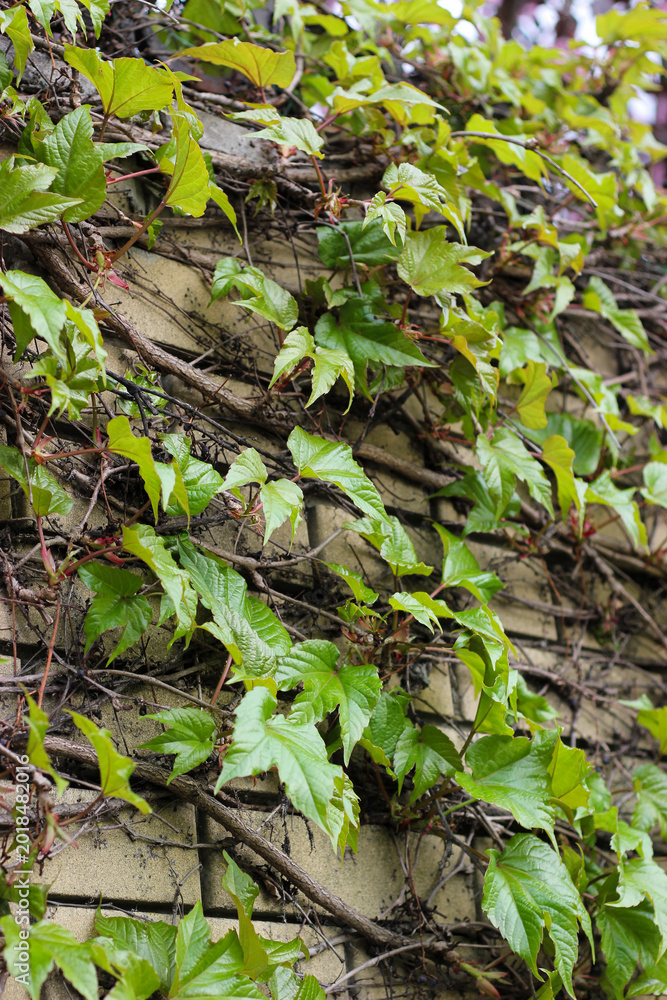 Obraz na plátně Green climbing Trigostrenium grapes covering old brick wall