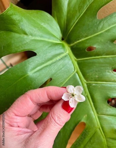 lily of the valley in the garden