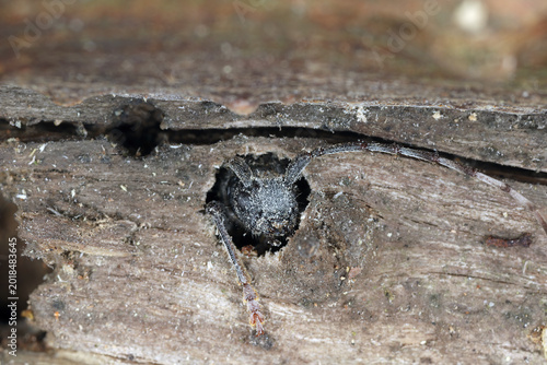 Fotografi Rufous-shouldered Longhorn Beetle, Anaglyptus mysticus