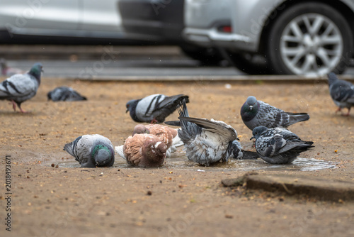 Bilde på lerret Pigeons walking and pecking on a city street, representing urban wildlife, everyday city life, and peaceful coexistence of animals within human environments