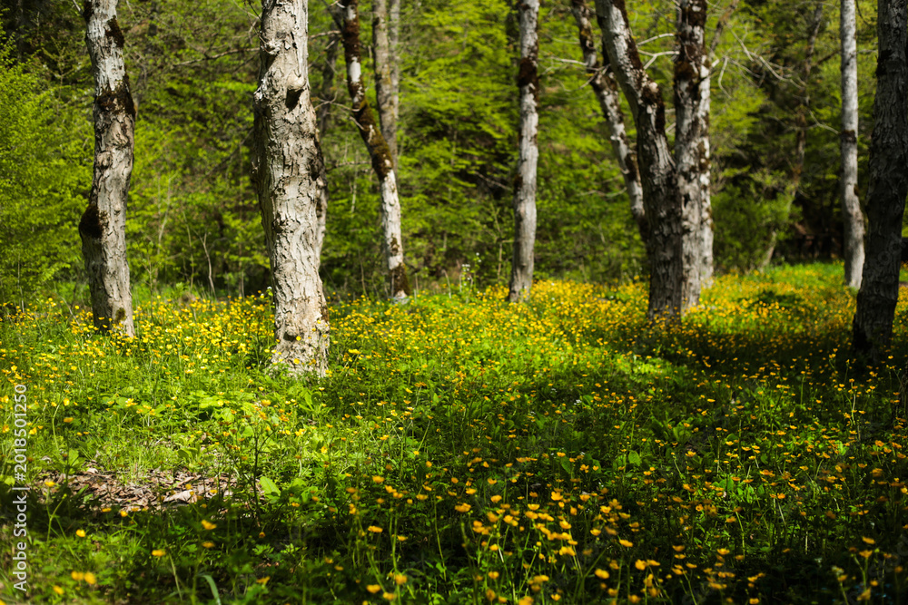 Obraz premium Blooming yellow wildflowers covering sunny forest meadow