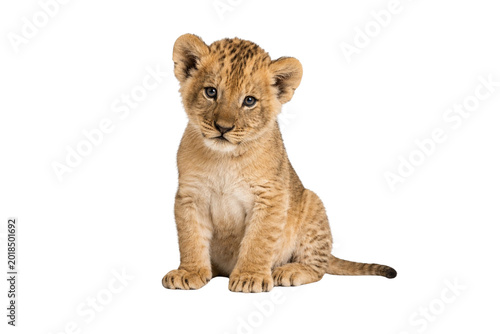 Cute Lion Cub Isolated on transparent Background