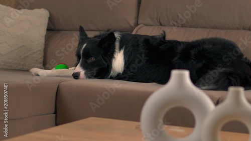melancholic black and white border collie dog lying horizontally on a modern light brown sofa with head down and a sad listless expression gazing empty distance inside home living room