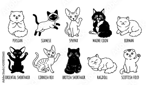 Schilderij op canvas Adorable Domestic Cat Breeds Cartoon Vector Collection with Cute Fluffy Kitten C