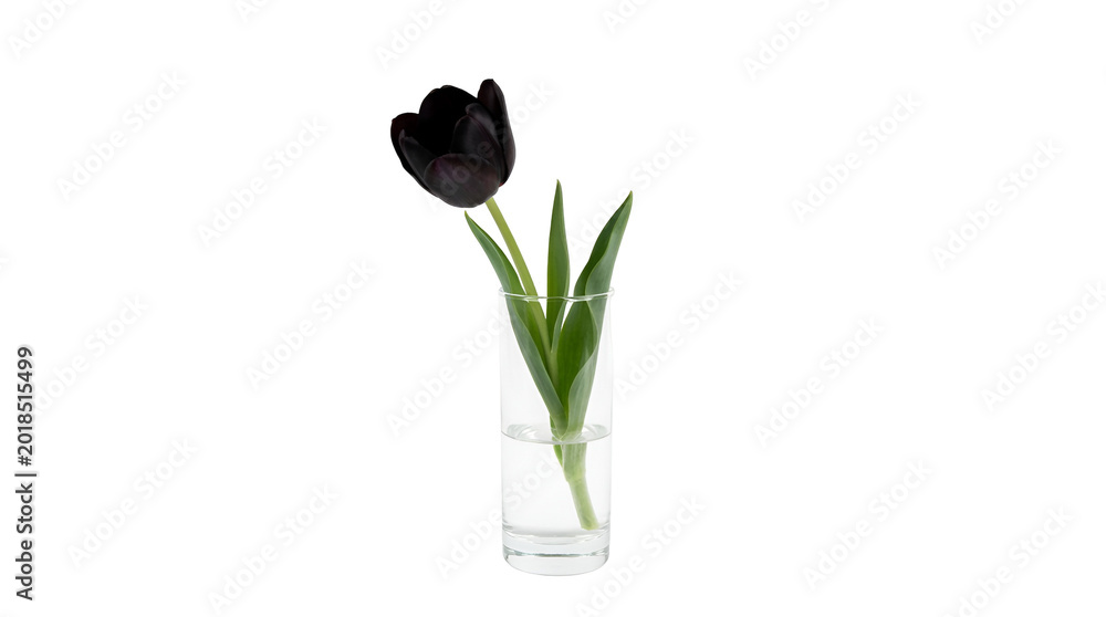 Obraz premium Black tulip in a modern transparent vase with water, isolated against a white and transparent background.