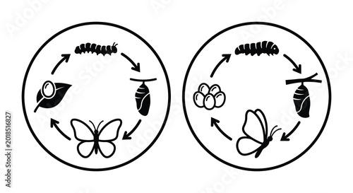 Canvastavla Butterfly life cycle diagrams in circular arrangement black silhouette