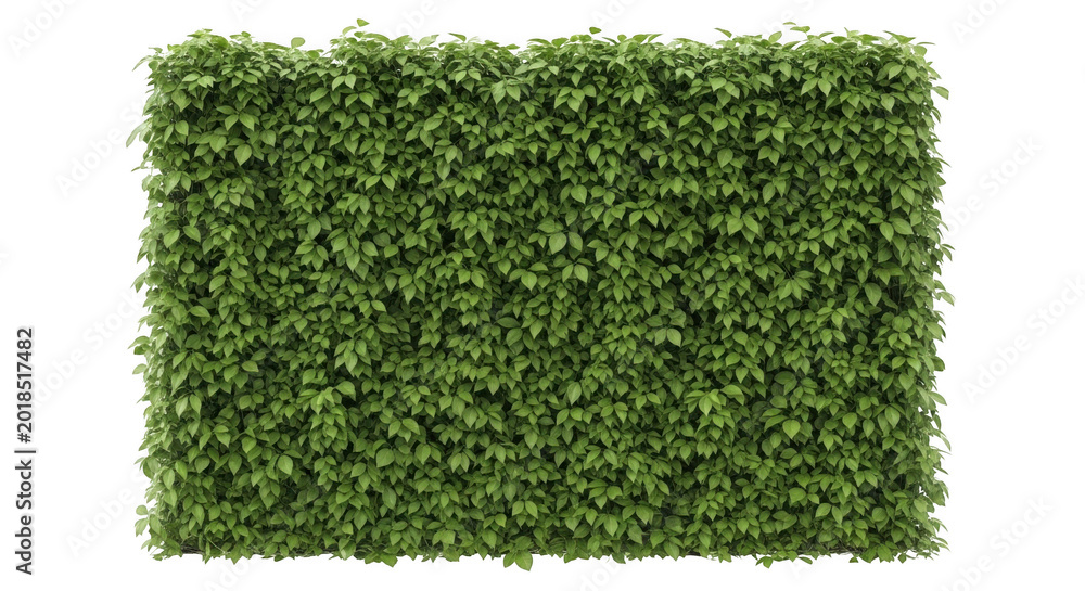 Lush green hedge texture with natural grass appearance