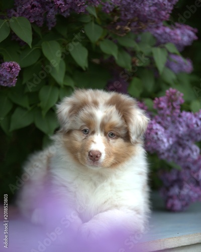 Red Merle Australian Shepherd puppy  in Blooming Lilac Garden