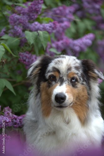 Red Merle Australian Shepherd in Blooming Lilac Garden