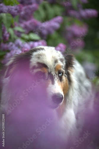 Red Merle Australian Shepherd in Blooming Lilac Garden
