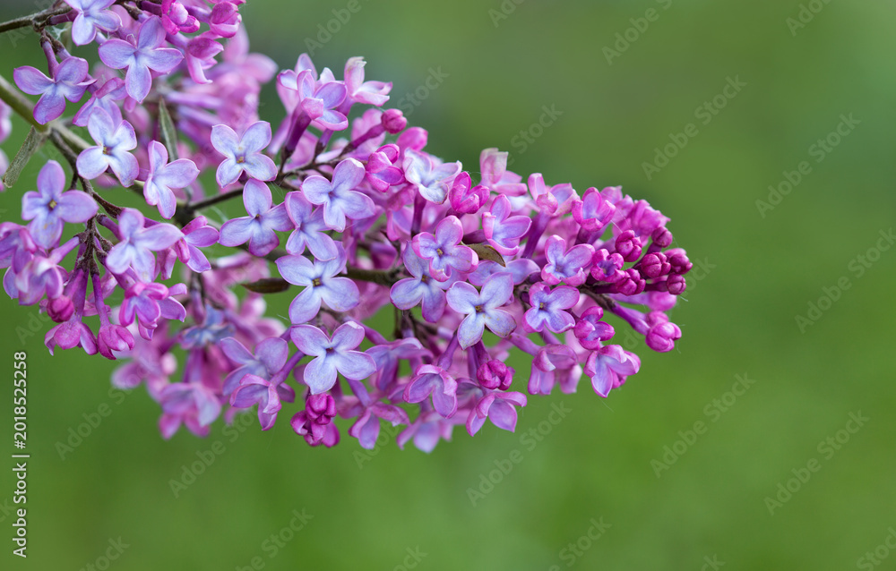 Fototapeta premium lilac flower isolated on green background