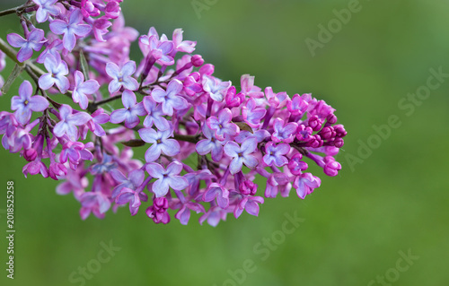 lilac flower isolated on green background