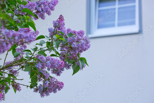 Lilac bush with vibrant purple flowers is in front of a house.