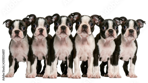 Obraz na płótnie Row of Six Adorable Black and White Boston Terrier Puppies