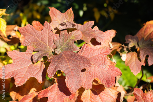 紅葉する秋のカシワバアジサイ