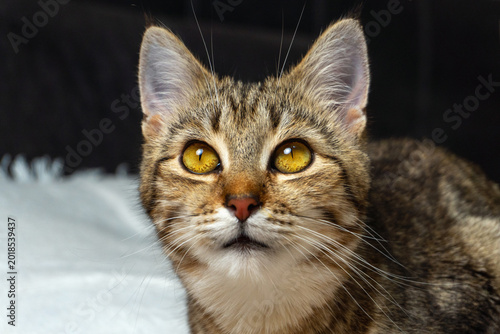 Portrait of a beautiful domestic cat with bright eyes