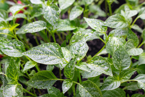 Green pepper seedlings with water drops close up fresh plant leaves after watering gardening concept