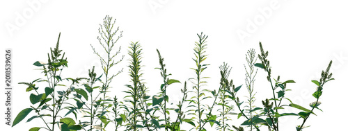 Set of Aster subulatus and Amaranthus viridis flowering frontal isolated png on a transparent background perfectly cutout high resolution