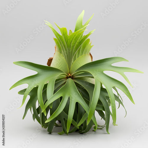 Stunning Staghorn Fern A Detailed View of the Unique Plant.