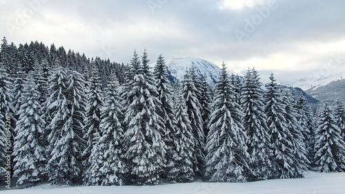 Winter landscape with snow-covered pine trees in the forest.