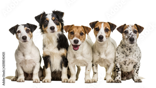 Tableau sur toile Five Adorable Mixed Breed Puppies Standing Side by Side