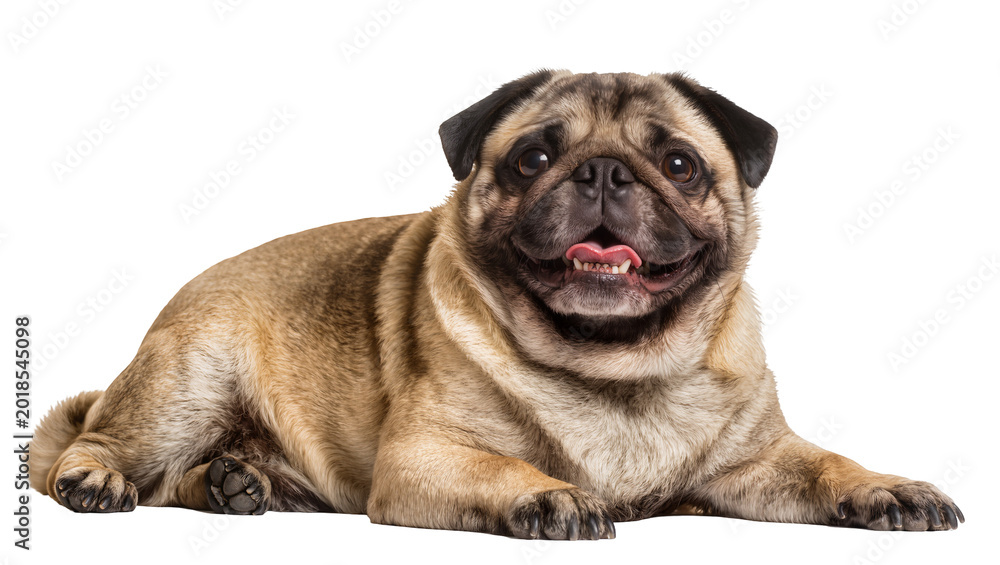 Obraz premium Tan and Black Lying Pug Dog with Wrinkled Face and Open Mouth