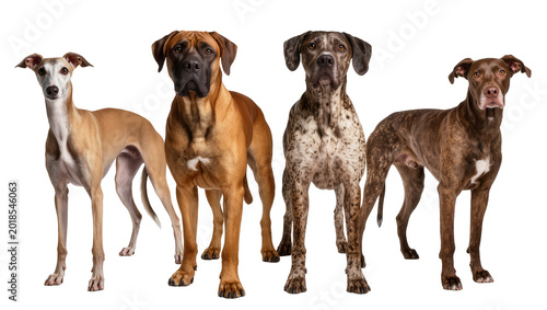 Foto Four Domestic Dogs of Various Breeds and Colors Standing Together