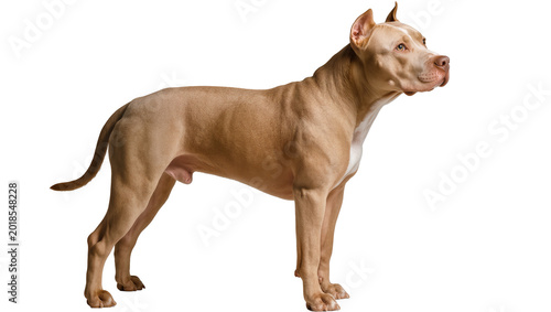 Quadro su tela Muscular fawn American Pit Bull Terrier standing attentively