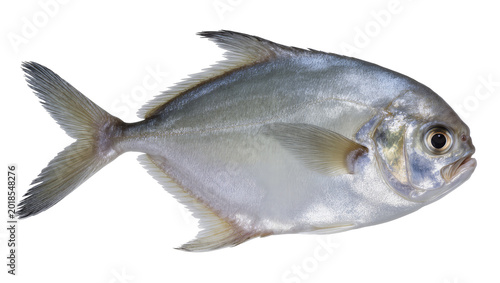 Photography Silver jack fish with dark eye and blue fins swimming sideways