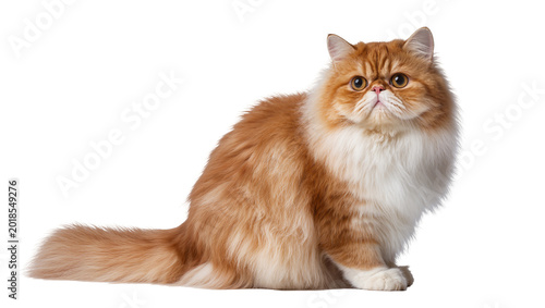 Cuadro en lienzo Fluffy orange Persian cat sitting and looking forward