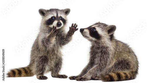 Two playful baby raccoons facing each other with raised paws