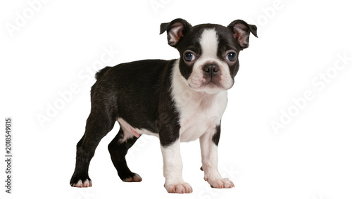 Schilderij op canvas Black and White Boston Terrier Puppy Standing and Looking Forward