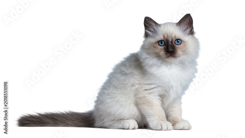 Fotografía Fluffy Seal Point Ragdoll Kitten Sitting with Blue Eyes
