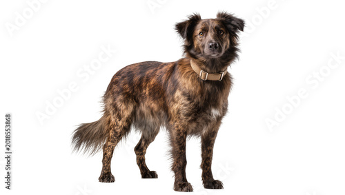 Photos Brown mottled mixed breed dog wearing collar standing