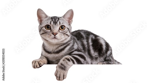 Silver tabby cat resting with paws extended