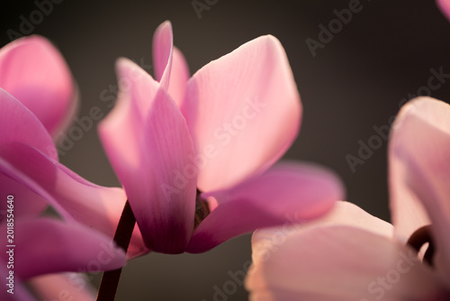 Primo piano di un ciclamino dai petali rosa