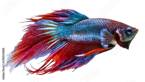 Canvas Print Vibrant red blue Siamese fighting fish with flowing fins