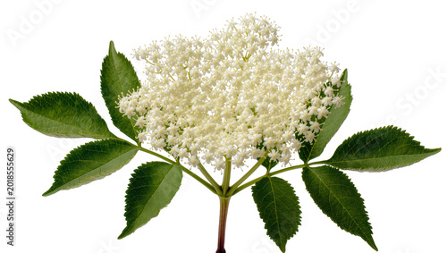 Картината върху платно Elaborate Elderflower Branch with Lush Green Leaves and Tiny Blossoms